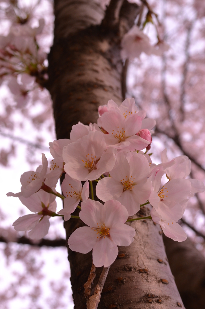 sakura1