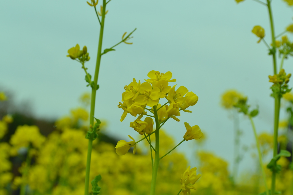 菜の花1