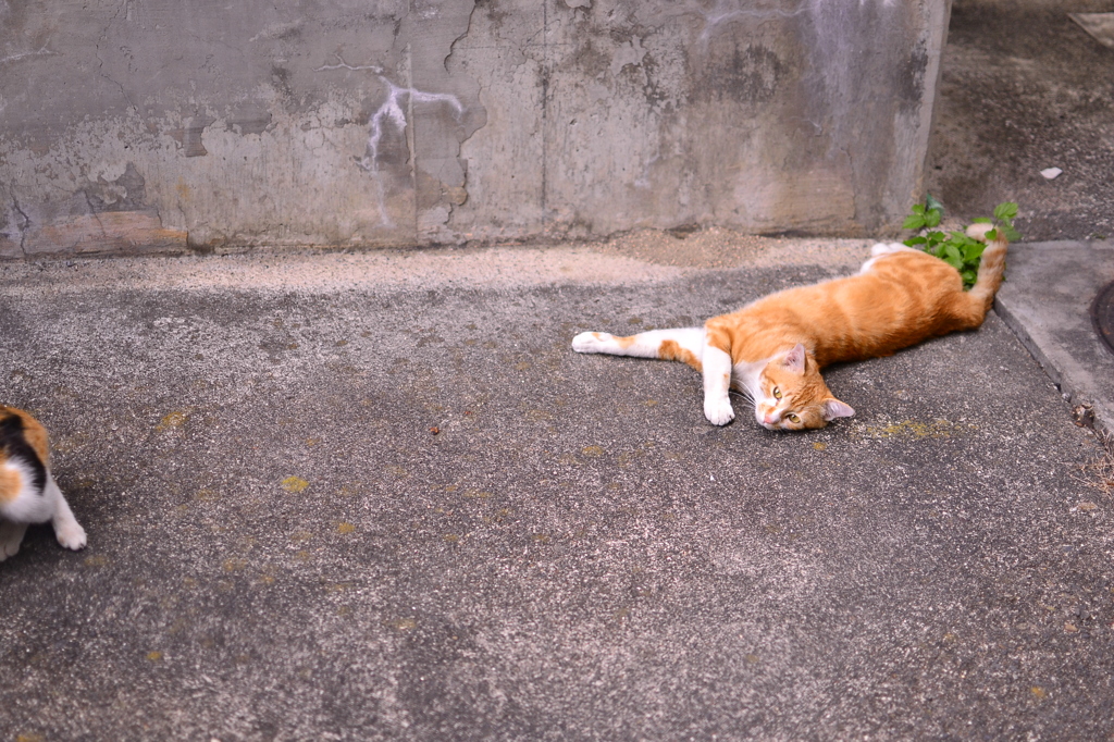 ねこ