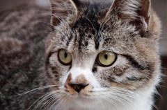 大須の猫5