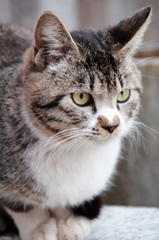 大須の猫3
