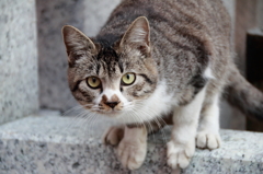 大須の猫2
