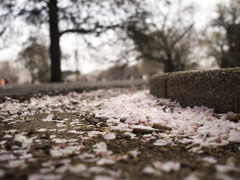 桜絨毯