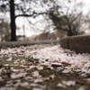 桜絨毯