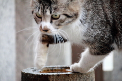 大須の猫1