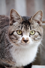 大須の猫4