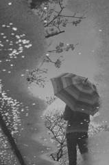 水溜りの桜