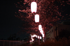 夜桜