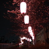 夜桜