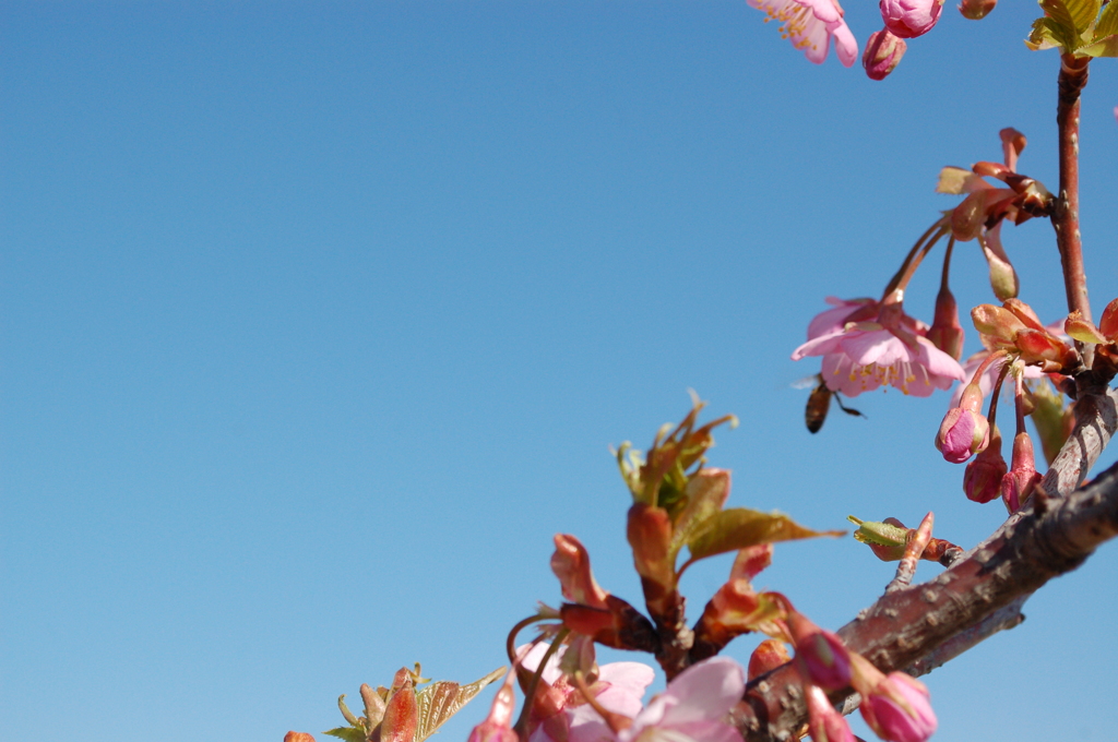 桜と