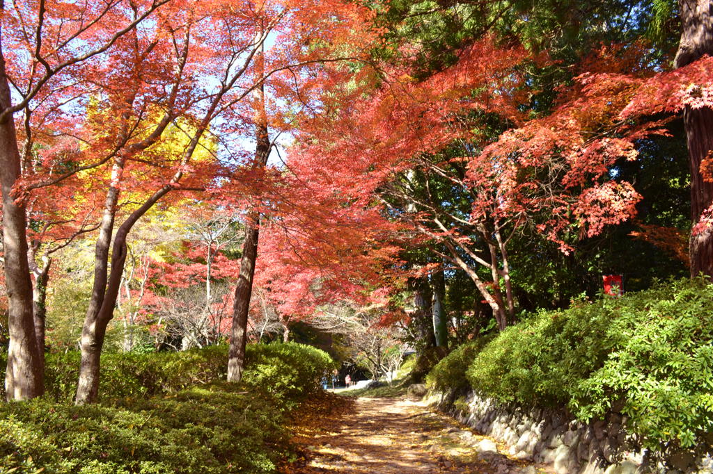 紅葉