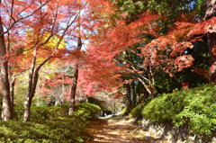 紅葉