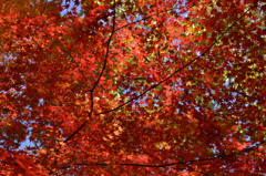 紅葉