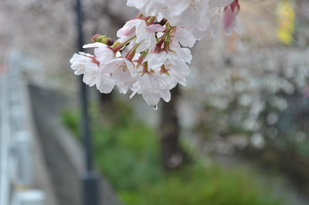 雨の日の桜