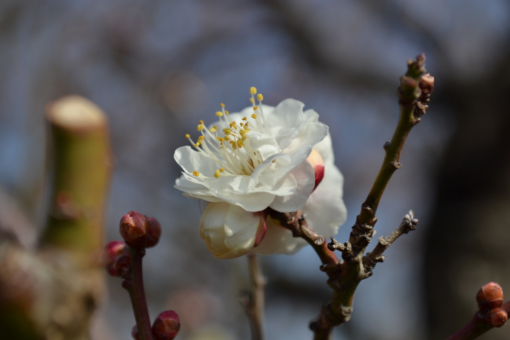 八重野梅
