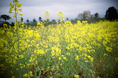 菜の花畑