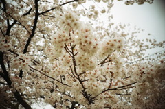 まんまる桜