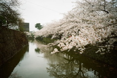 お堀の桜
