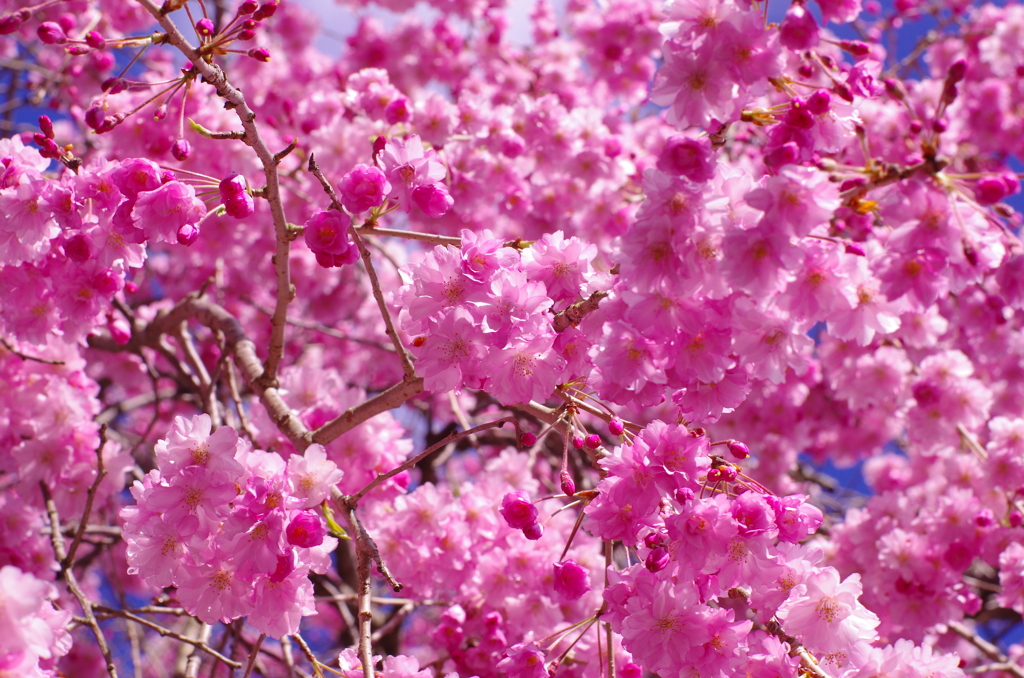 ポップコーン（桜味）