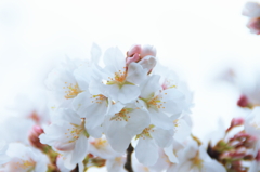 20130324sakura1