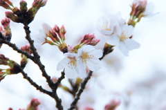 20130324sakura2