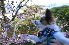 僕も花見・・・？Ⅱ
