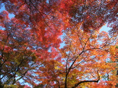 東福寺2024紅葉