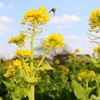 おいしい蜂蜜を求めて