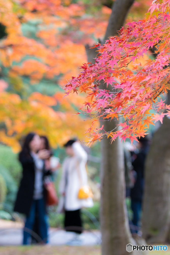 紅葉狩り