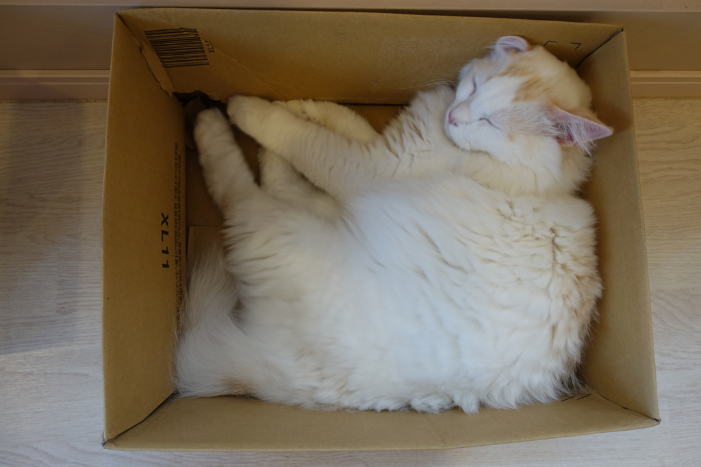 箱猫
