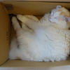 箱猫