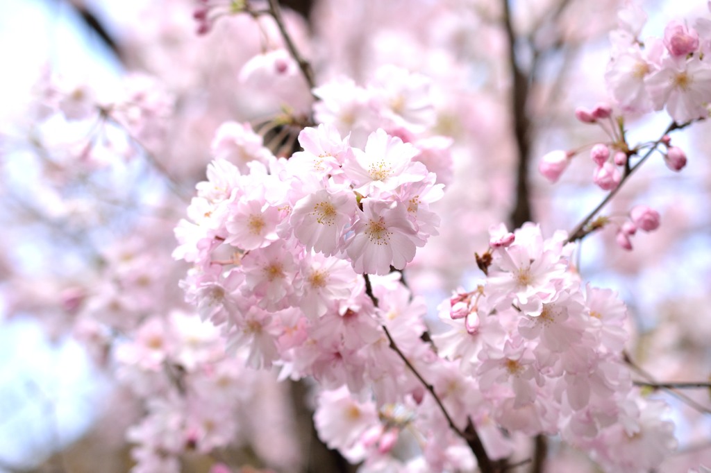 上野公園のさくら