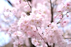 上野公園のさくら