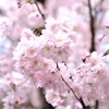 上野公園のさくら