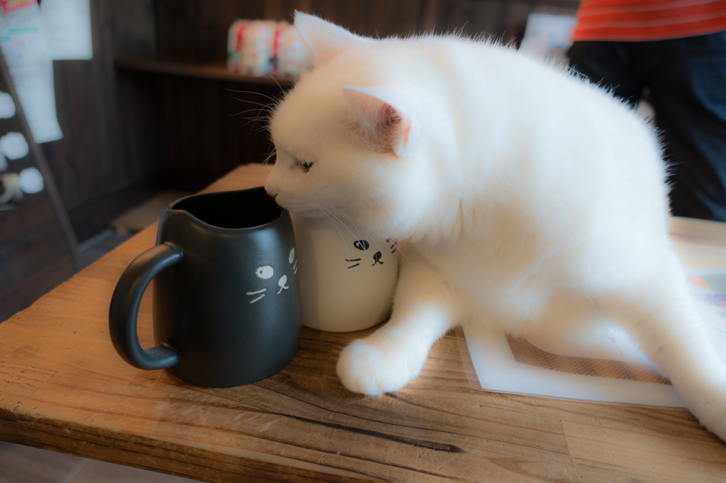 マグと猫
