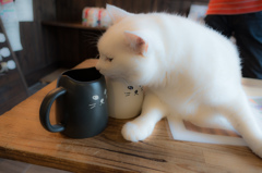 マグと猫
