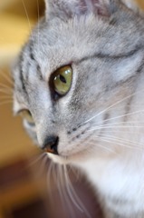 猫