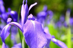 花菖蒲