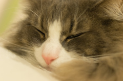 むにゃむにゃzzz