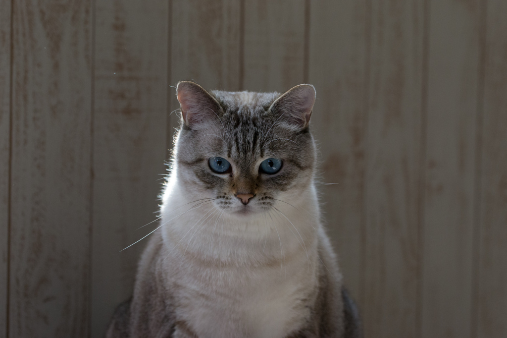 見つめる猫