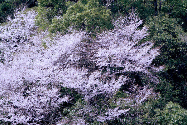 山桜