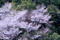 山桜