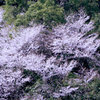 山桜