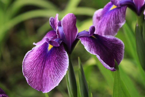 花菖蒲