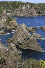 海金剛