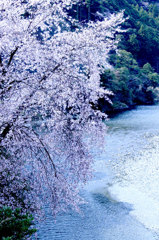 川辺の桜