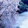 川辺の桜