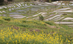 春の千枚田