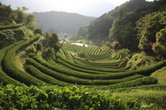 もうすぐ茶摘み