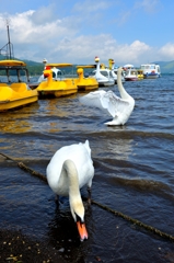 白鳥沢山